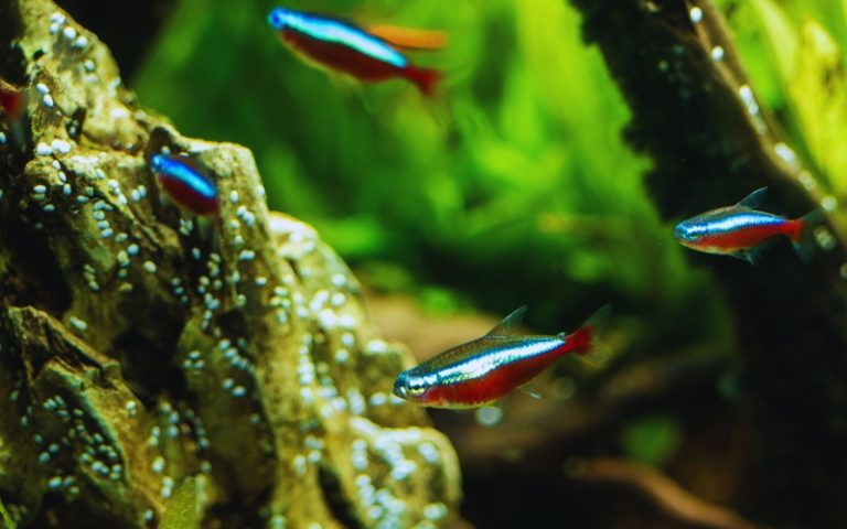 View of How Many Neon Tetras in A 5 Gallon Tank (Best Practices)