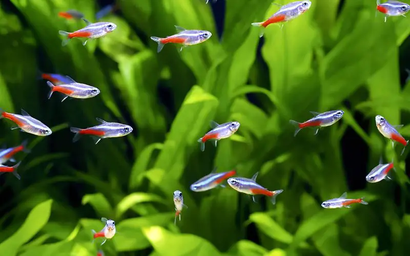 How Often to Feed Tetras & How Much: (Feeding Schedule!)