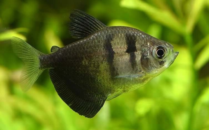 Is My Black Widow Tetra Pregnant