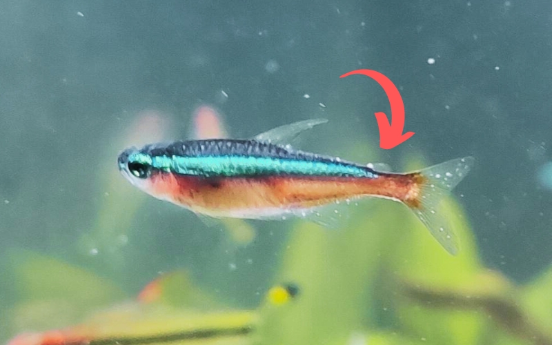 Neon Tetra Ich