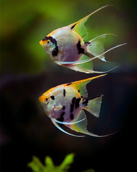 can tetras live with angelfish