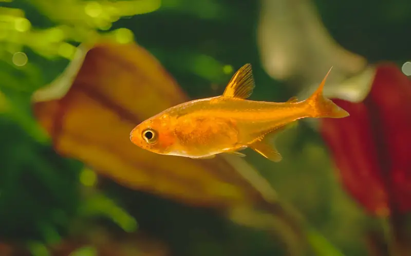 ember tetra lifespan