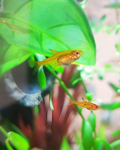 ember tetra pregnant