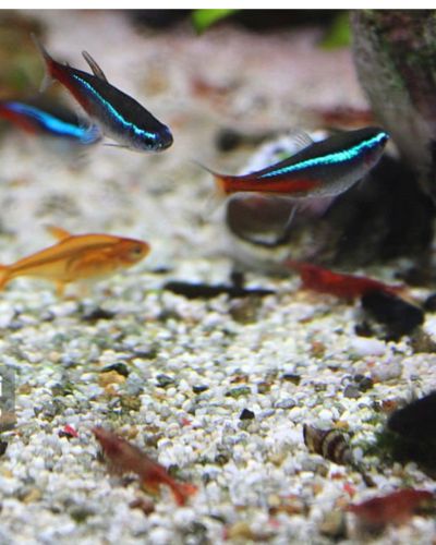 ember tetras with neon tetras