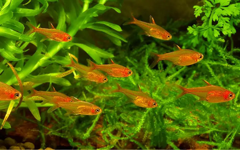 ember tetras