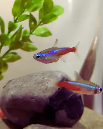 neon tetra dropsy or pregnant