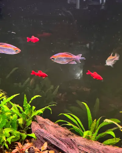 Are Congo Tetras Aggressive fish species