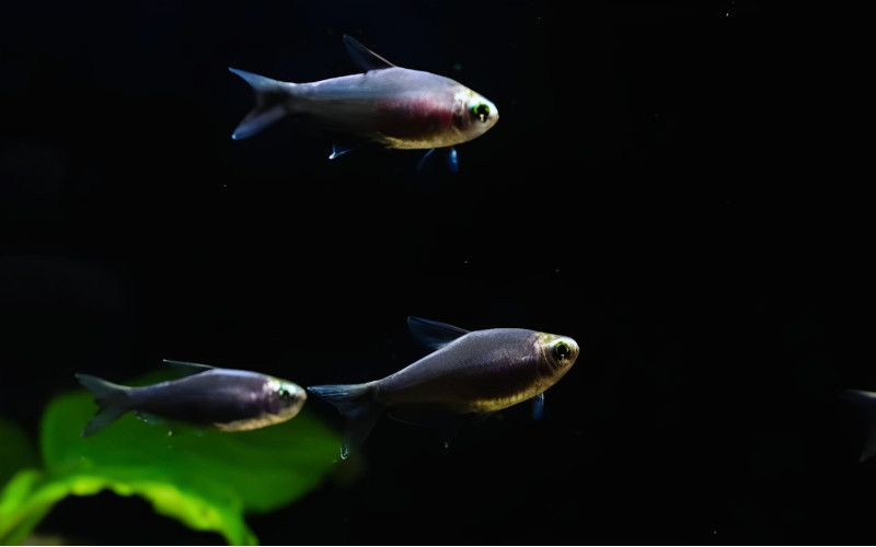 Black Emperor Tetra