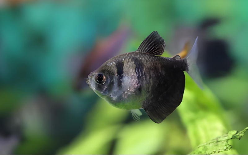 Black Skirt Tetra Big Belly