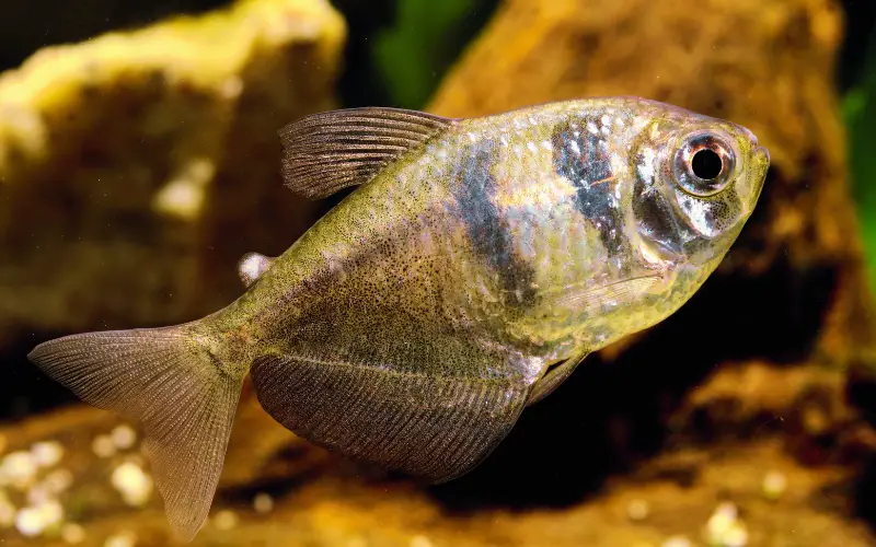 Black Skirt Tetra Breeding 101 (A Comprehensive Guide)