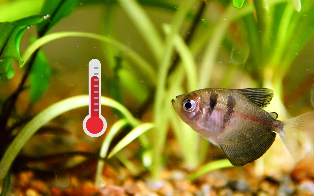 Black Skirt Tetra Temperature