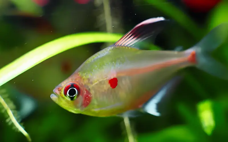 Bleeding Heart Tetra Aggressive