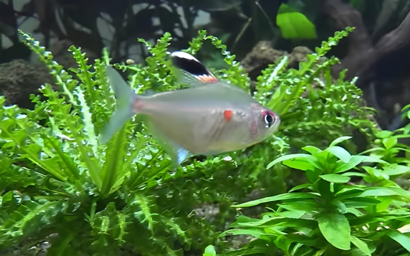 Bleeding Heart Tetra Breeding