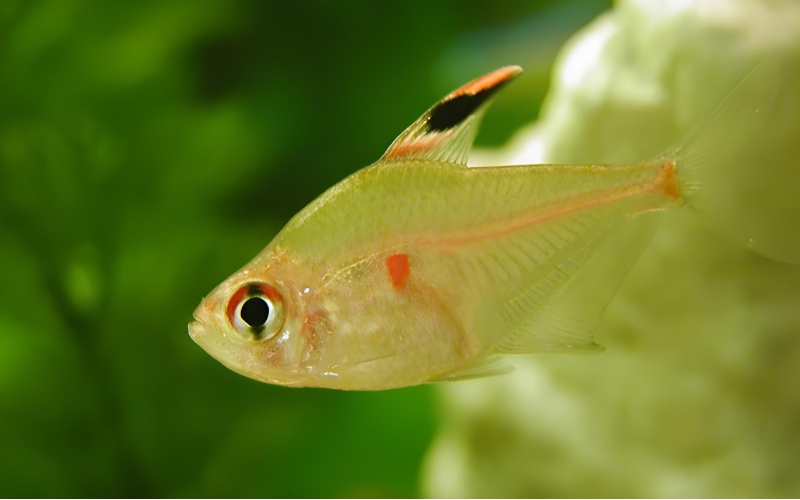 Bleeding Heart Tetra Diet