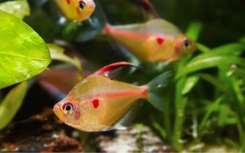 Bleeding Heart Tetra Tank Mates