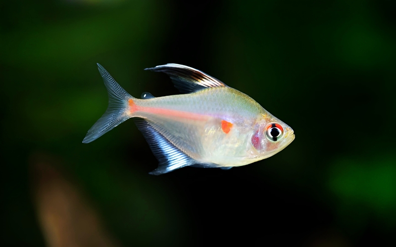 Bleeding heart tetra size
