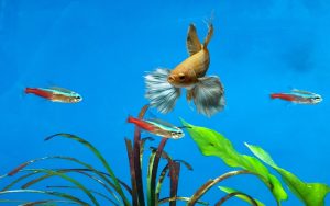 Can Tetras Live with Bettas
