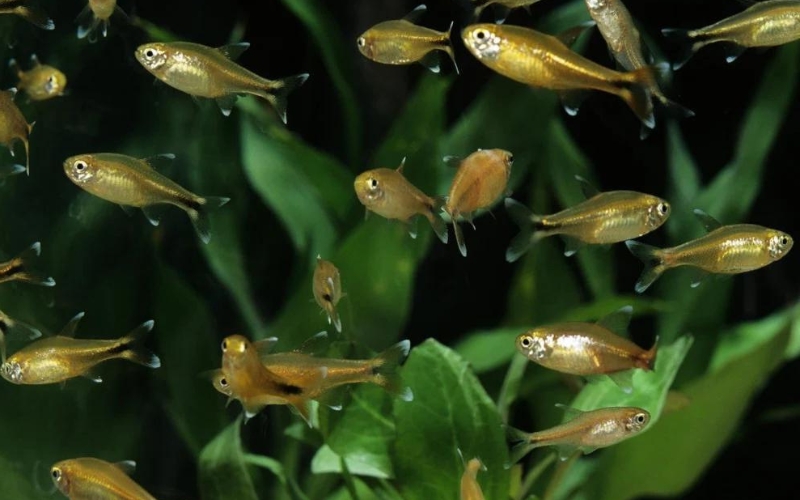 Can You Mix Silver Tip Tetras