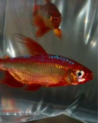 Cherry Red Congo Tetra 101: A Comprehensive Beginner's Guide