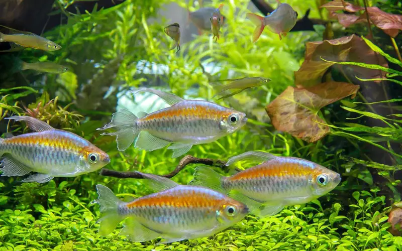 Congo Tetra Breeding