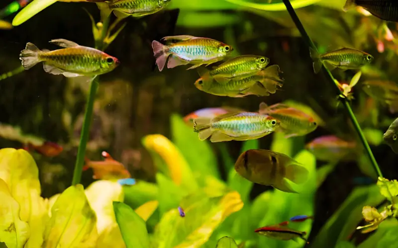 Congo Tetra Lifespan 101: (Aging Signs and Symptoms)