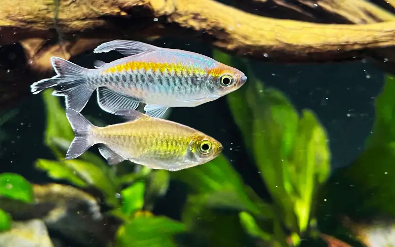 Congo Tetra Male Vs Female