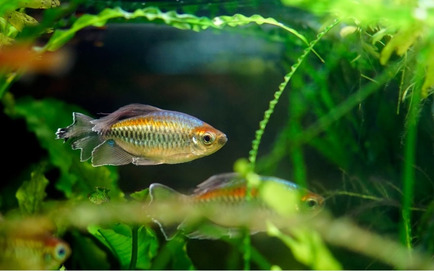 Congo Tetra Temperature