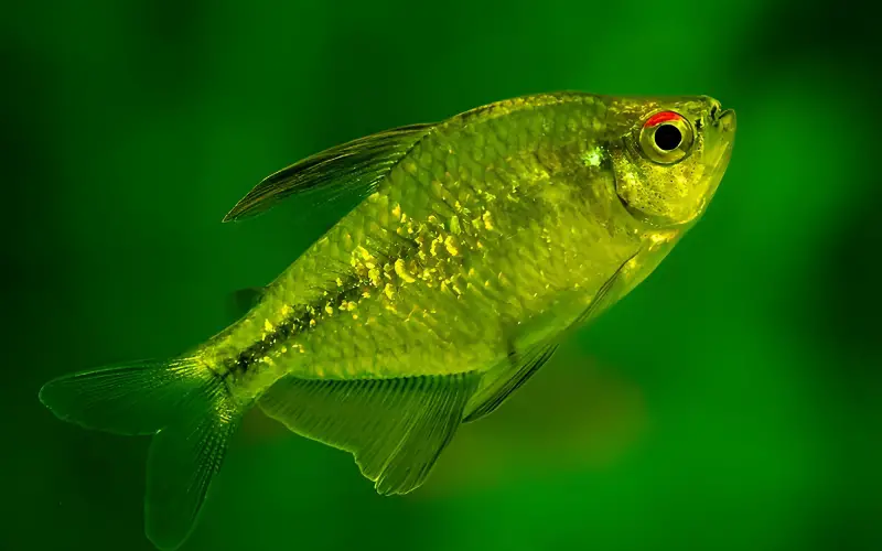 Diamond tetra temperature