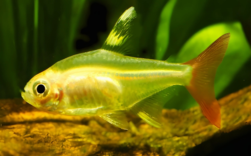 Pristella Tetra Tank Mates