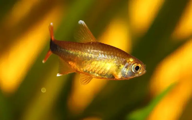 Silver Tip Tetra Breeding