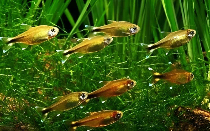 Silver Tip Tetra Lifespan