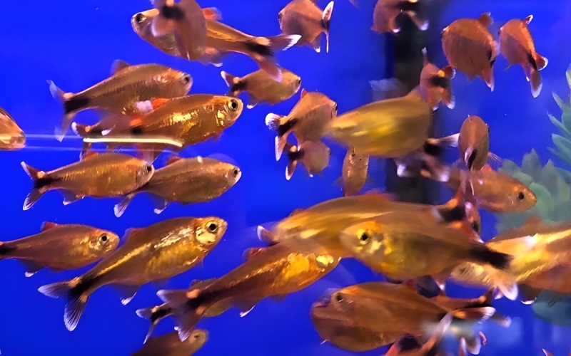 Silver Tip Tetra Male Female