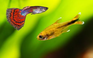 Silver Tip Tetra and Guppies
