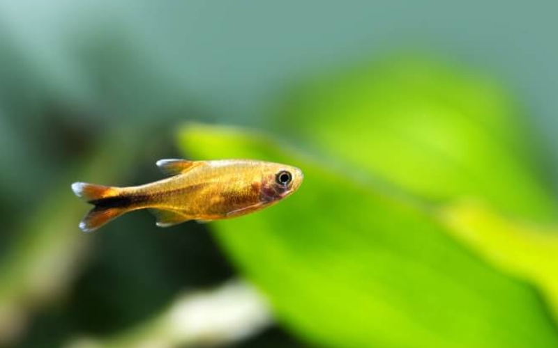 Silvertip Tetra Aggressive