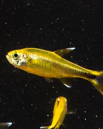 Silvertip Tetra Chasing Each Other