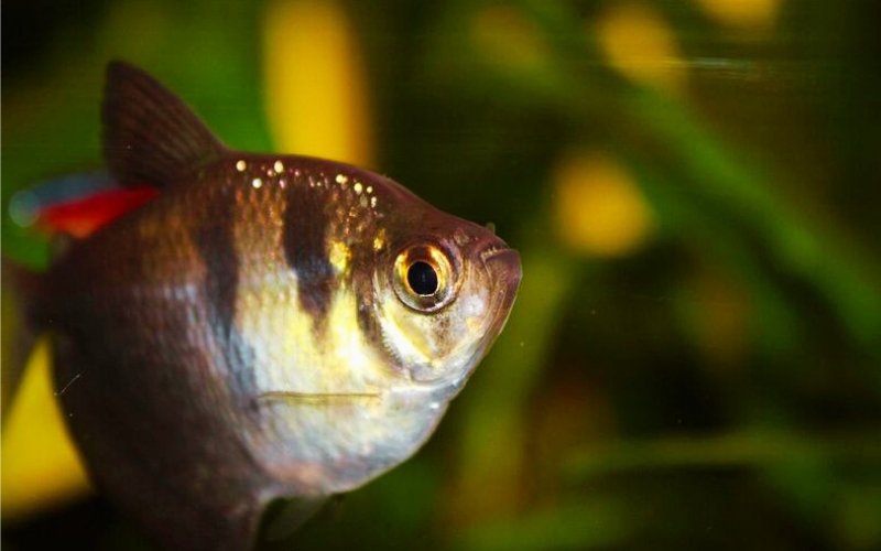 What Do Black Skirt Tetras Eat