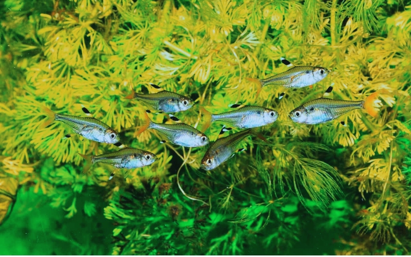 What Do X-Ray Tetra Eat