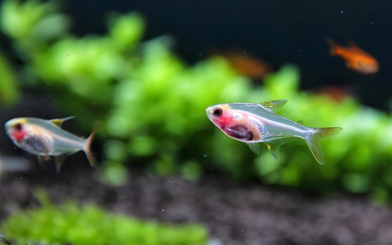 Where Do X Ray Fish Live In The World Habitat Diversity 