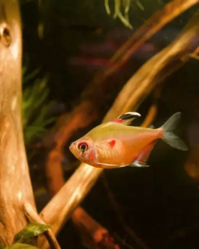 are bleeding heart tetras aggressive