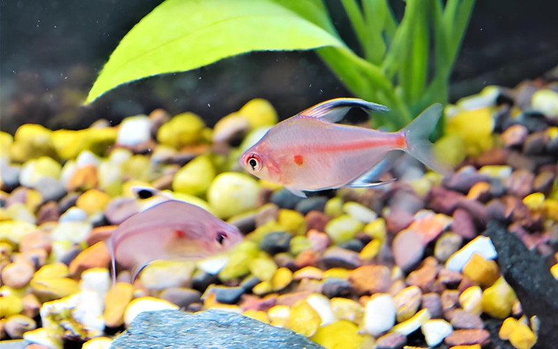 bleeding heart tetra tank size