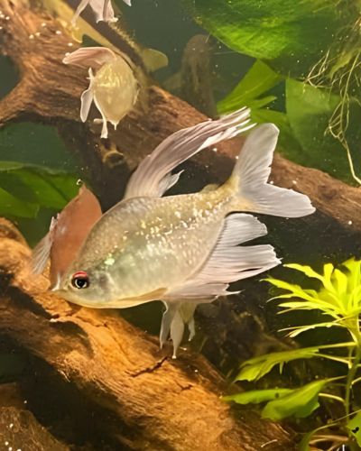 diamond tetra tank size