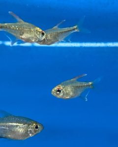 Diamond Tetra Fish 101: The Ultimate Aquarium Care Guide!