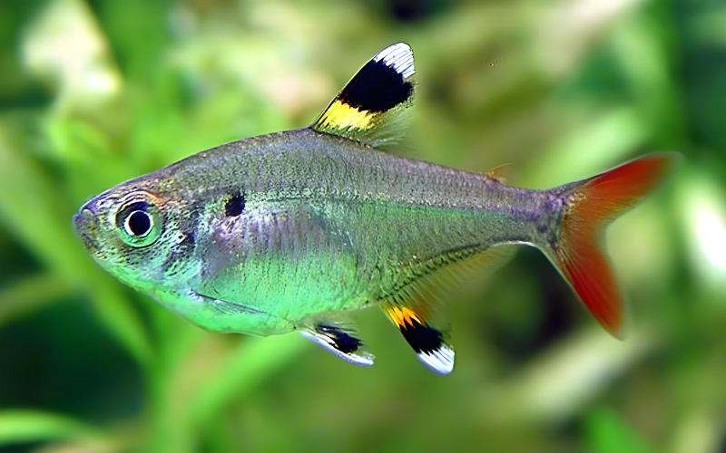x-ray tetra facts