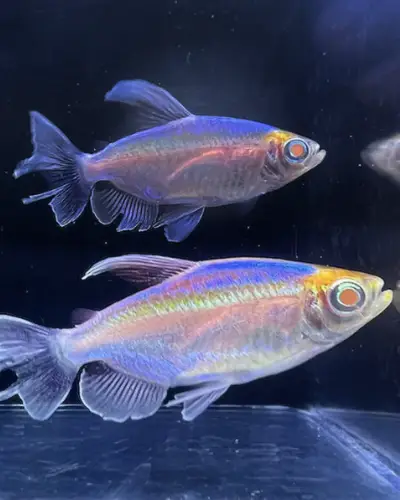 Congo tetra albino