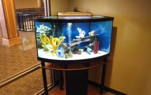 Corner Fish Aquarium