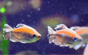 How Many Congo Tetras Should Be Kept Together