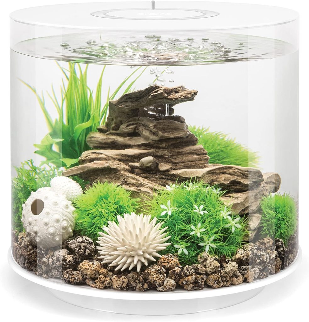 corner tank fish