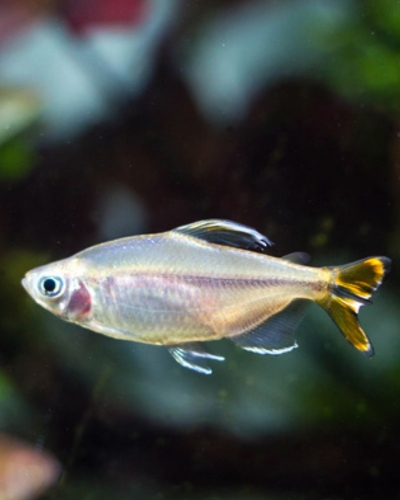 yellow tail congo tetra