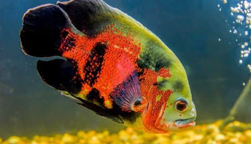 How Big Does a Tiger Oscar Get