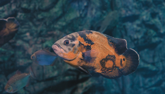 Male and Female Oscar Fish